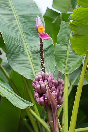 Banana Flower, Jardin Botanical Gardens